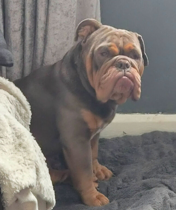 English bulldog