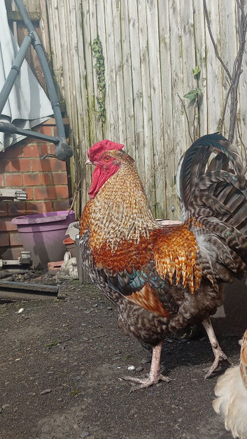 Beautiful Cockerel