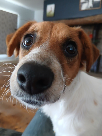 Jack russel pups 2 beautiful boys