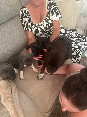 Staffordshire puppies for sale