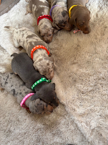 Miniature dachshund Puppies