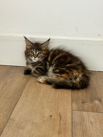 Female mainecoon kitten ready next week at 14 weeks