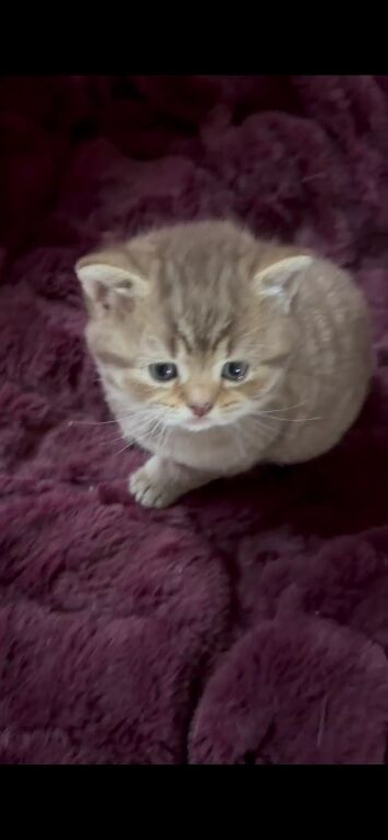 Mix British kittens