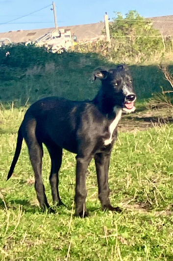 Collie cross