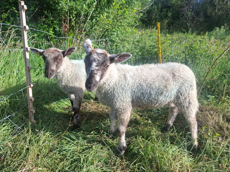 2 store lambs