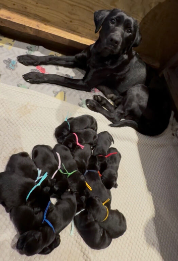 Kc reg Labrador puppies