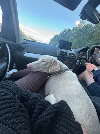 White Doberman stud