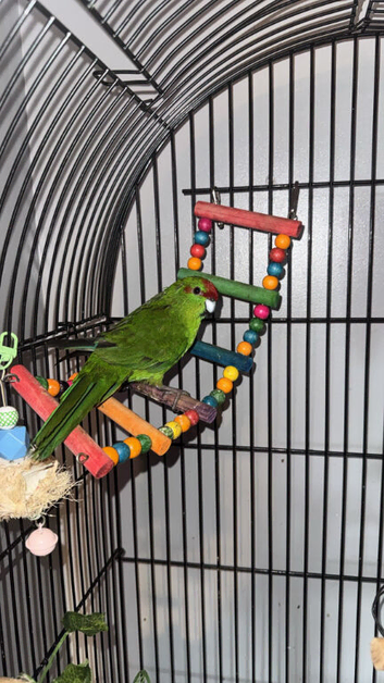 Green, Red cheek kakariki