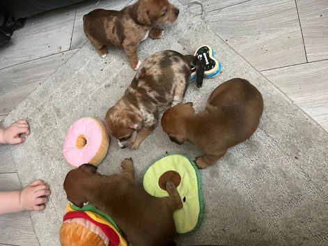 Jack Russell puppies