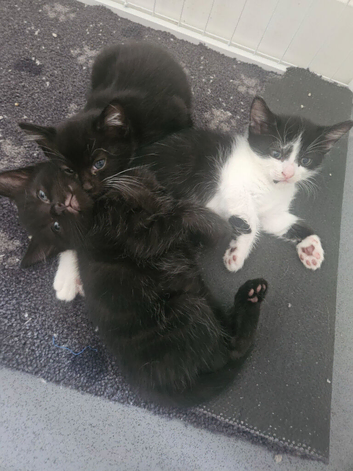 4 beautiful kittens