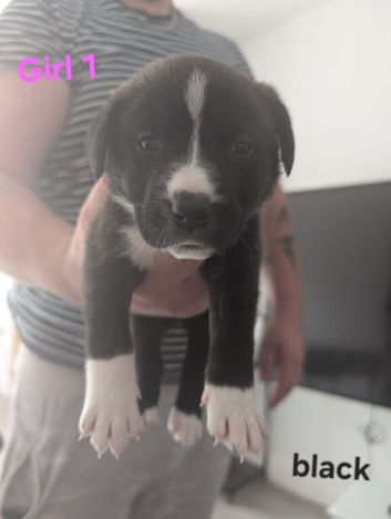 9 gorgeous cross border collie/bullmastiff puppies left for sale. Dad was pedigree blue/white border collie. Mum is Italian bullmastiff/French mast
