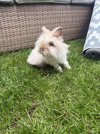 Lionhead/angora rabbit