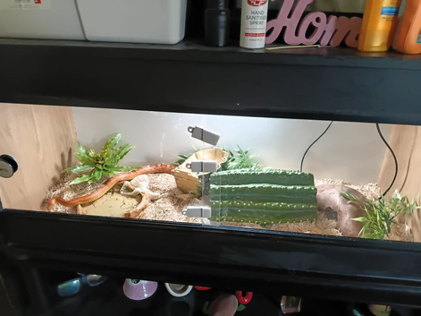 Corn snake with set up