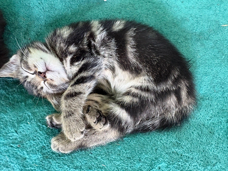 2 Beautiful kittens looking for new homes