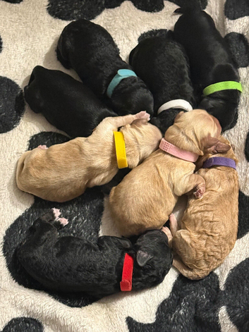 8 gorgeous cockapoo puppies. 6 boys 2 girls