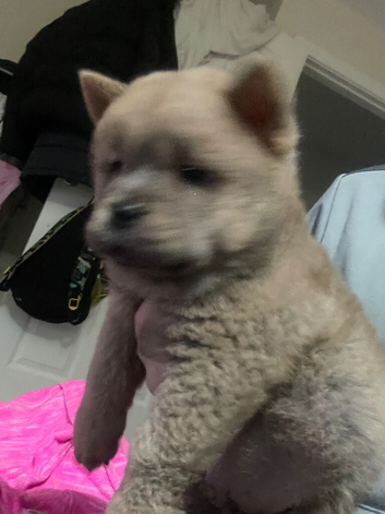 Looking for a forever home for our girl