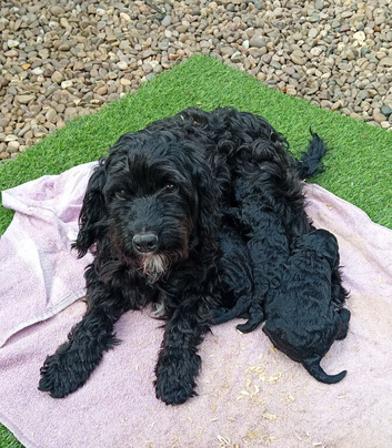 Cockapoo puppies