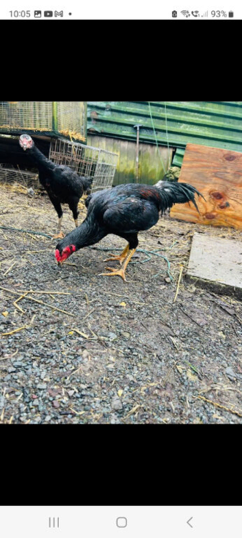 6 Turkish hint x jap shamo chick's