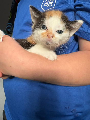 Ginger black and white kittens