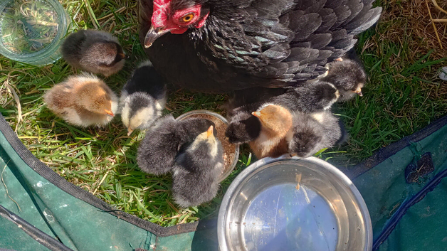 Super Cute Baby Bantam Chicks