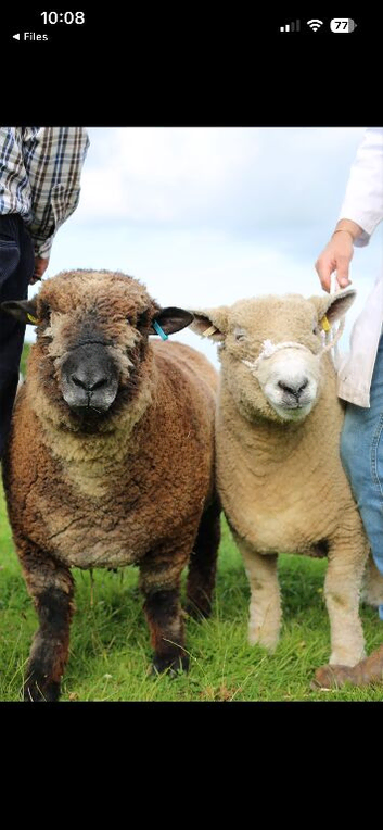 Champion coloured Ryeland ram