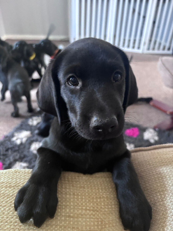 KC black Labrador retriever puppies