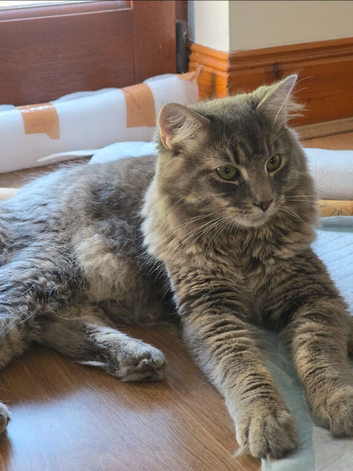Stunning Silver Maine Coon male kitten for sale