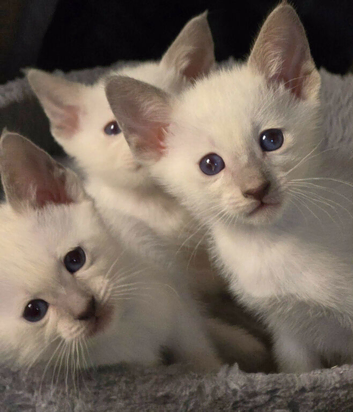 Pure sparkling blue eye siamese kittens