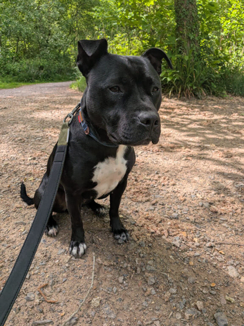 Very sweet Staffordshire bull Terrier