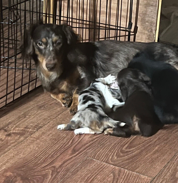 Long haired miniature dachshund puppies
