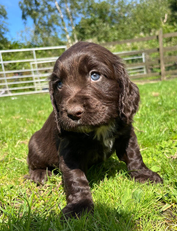 Outstanding cocker spaniel puppies