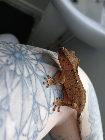 Crested gecko - collection