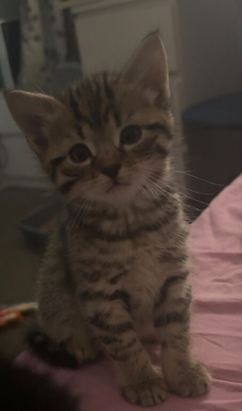 Kittens for sale