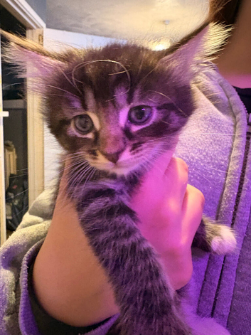 6 grey and brown stunning beautiful markings kittens