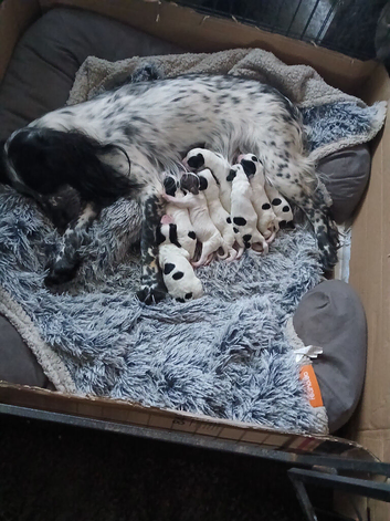 Cocker Spaniel puppys for sale 2 black and white boys 2 black and white girls
