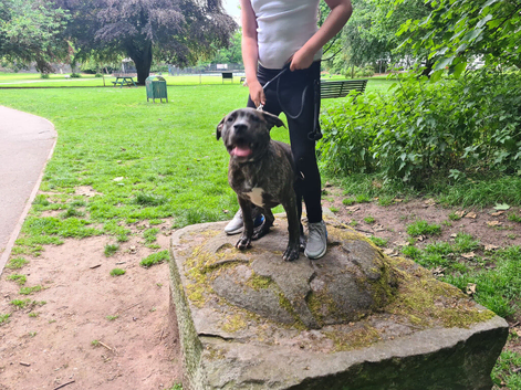 Brindle staff