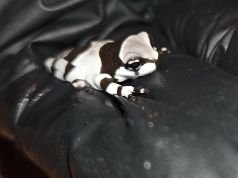 Juvenile Amazon milk frogs