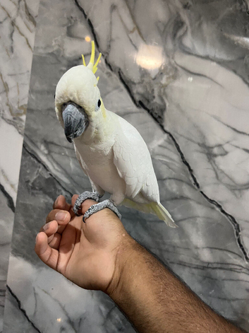 Friendly Super Tame Cuddly Loving Lesser Sulphur Cockatoo Parrot,15