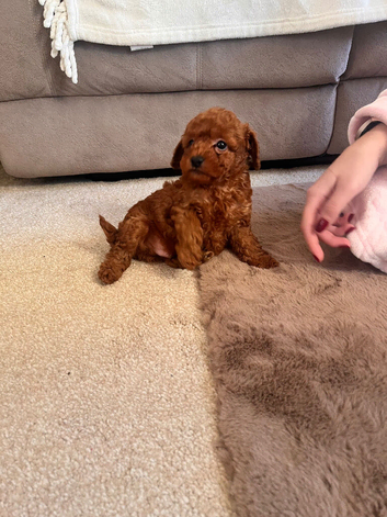 Dark red toy poodles available