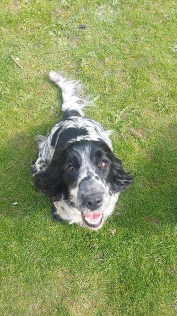 8 Beautiful Cocker Spaniel Puppies