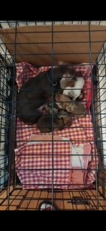 6 lovley pups looking for 5star homes