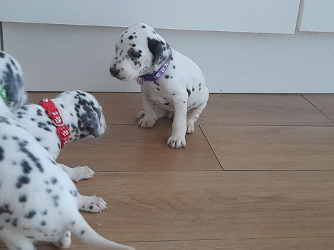 Dalmatian puppies