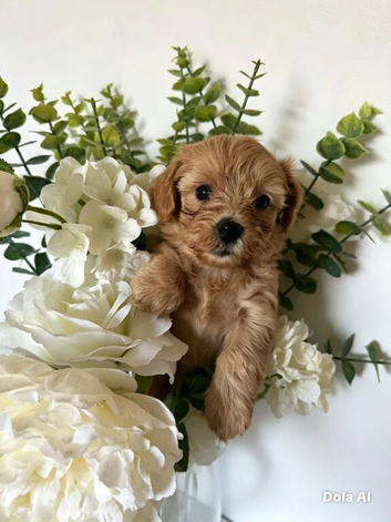 Adorable Toy Maltipoos