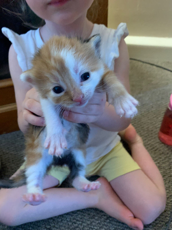 3 gorgeous kittens