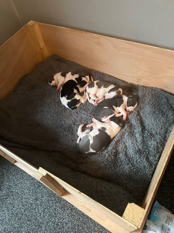 Whippet