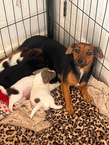 Little jack Russell's