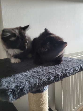 For sale Norwegian forest cross kittens 1 male & 1 female