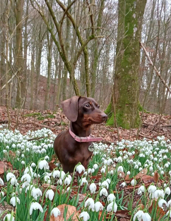 Dashund puppies