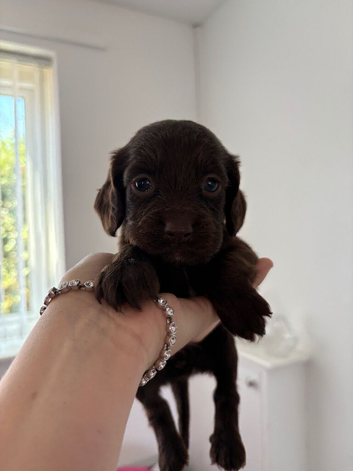 Gorgeous cocker spaniel puppies