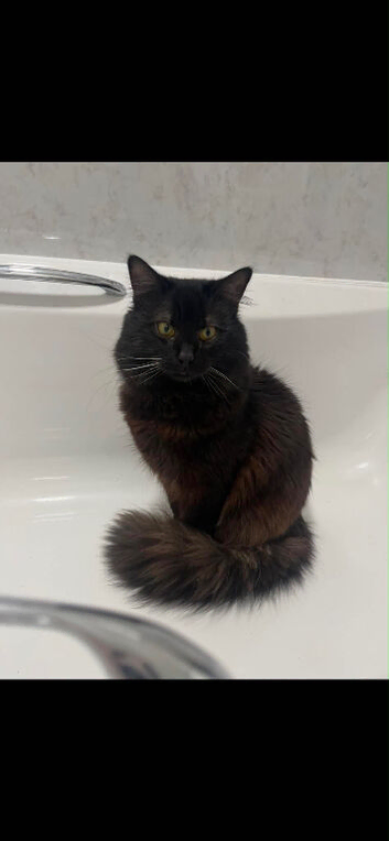 Black Male Maine Coon 10 Months